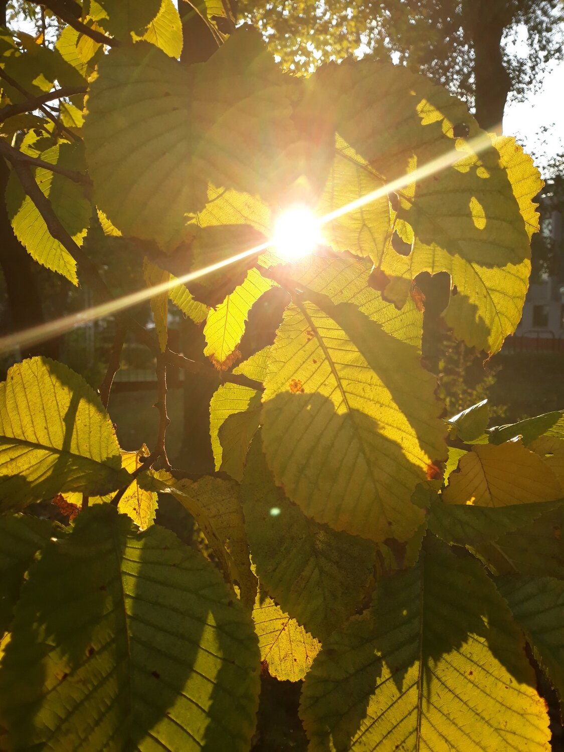 Photo #4202616