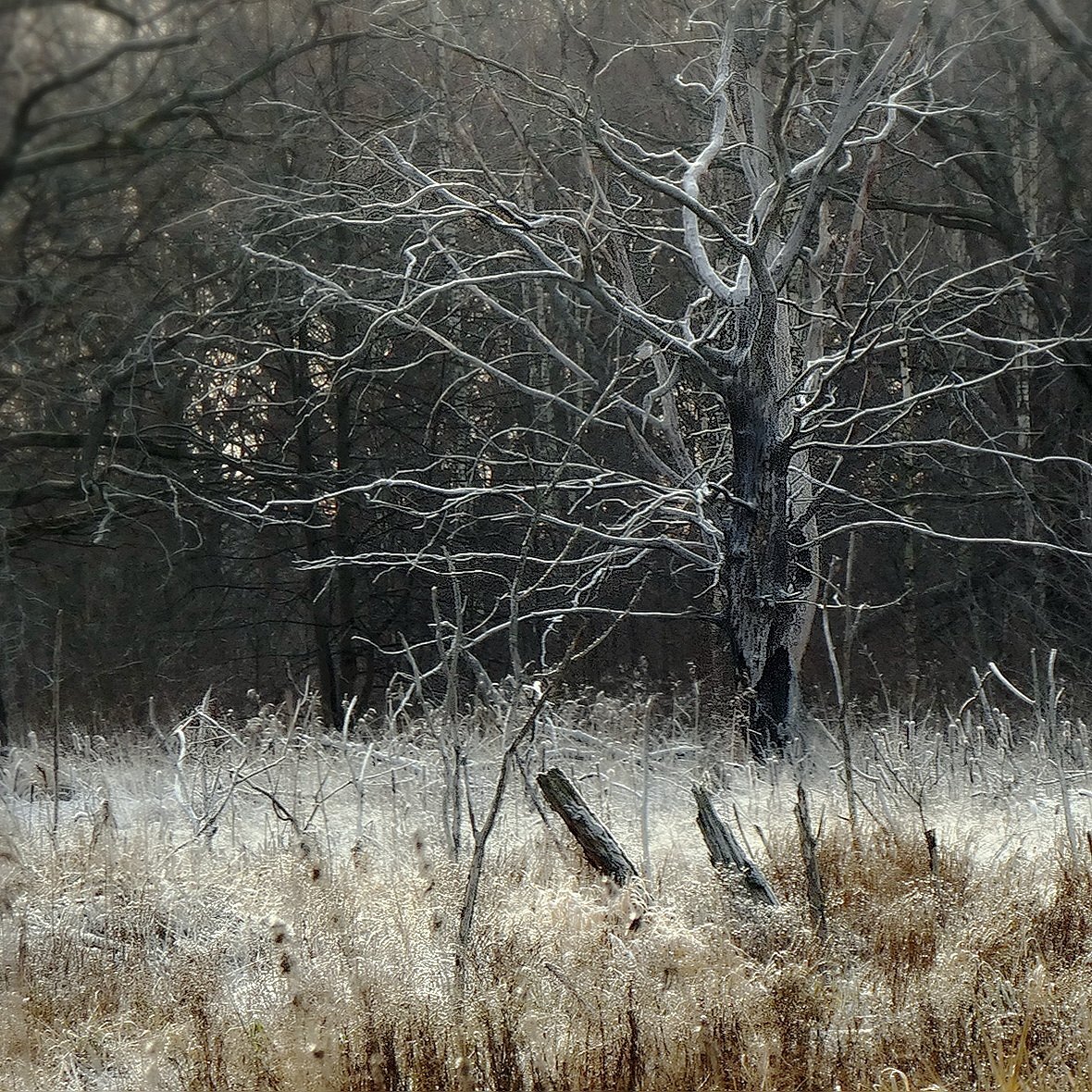 Photo #4202703