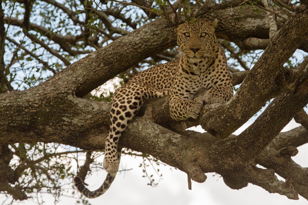 Photograph by Ольга Петруша