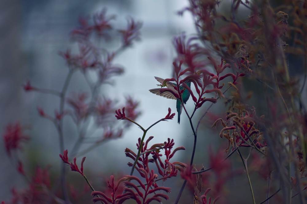 Flying between flowers