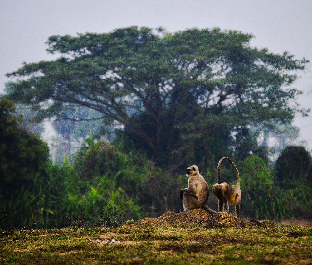 Photograph by Chittaranjan Nayak