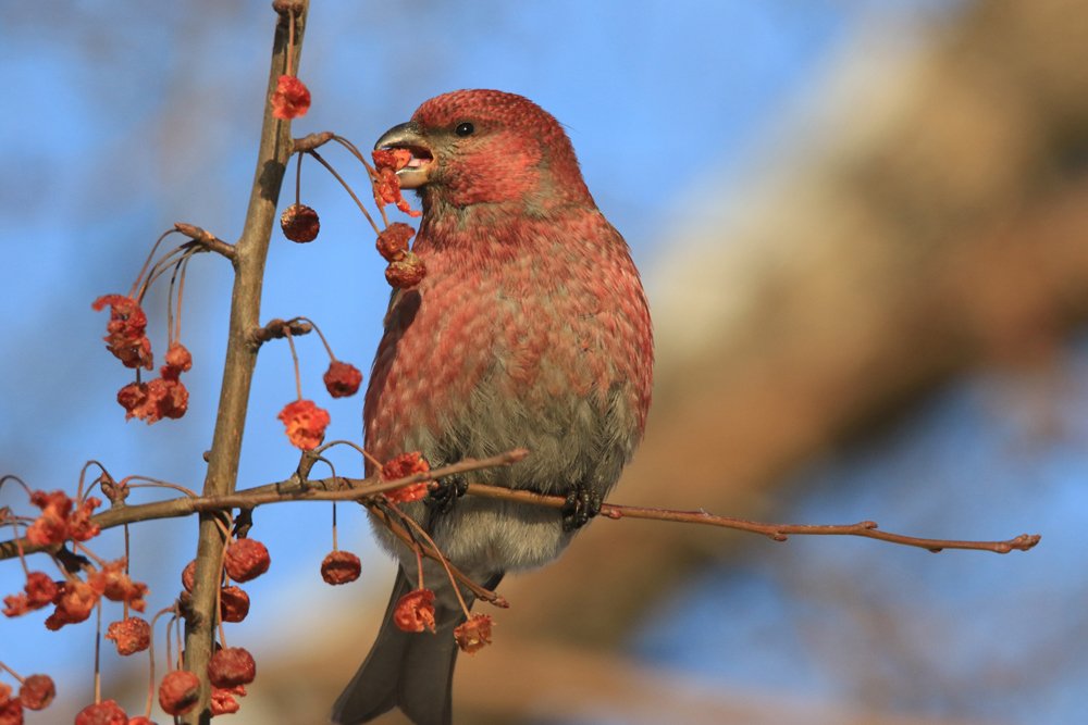 Щур обыкновенный
