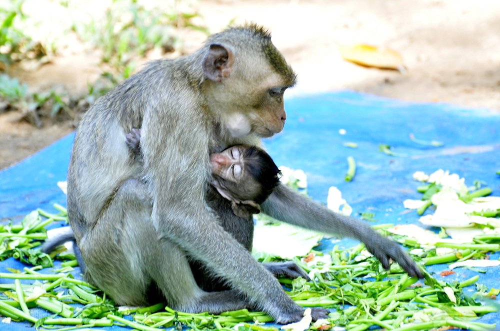 Photograph by Добровольский Владимир