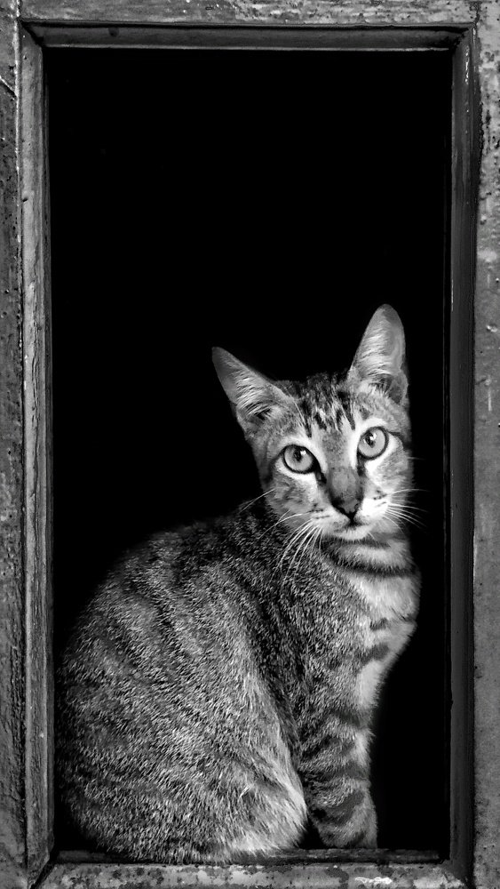 Фотография автора Hye Shin