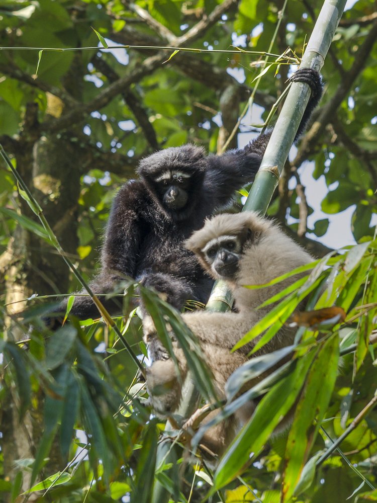 Gibbon family