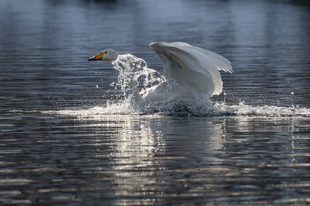 Photograph by Евгений Санин
