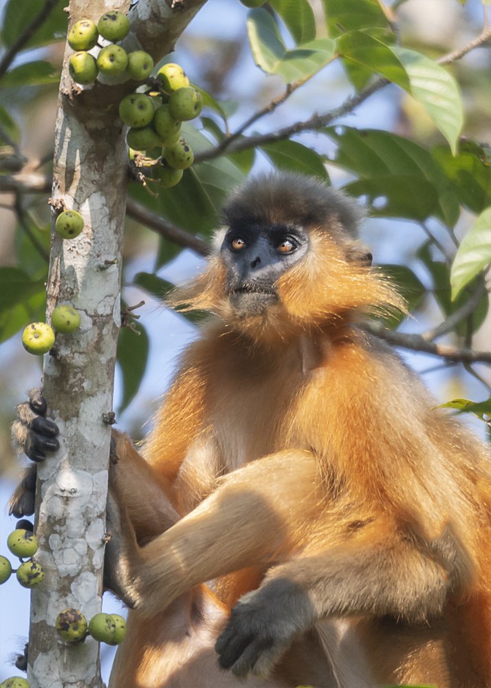 I love the low hanging fruits!