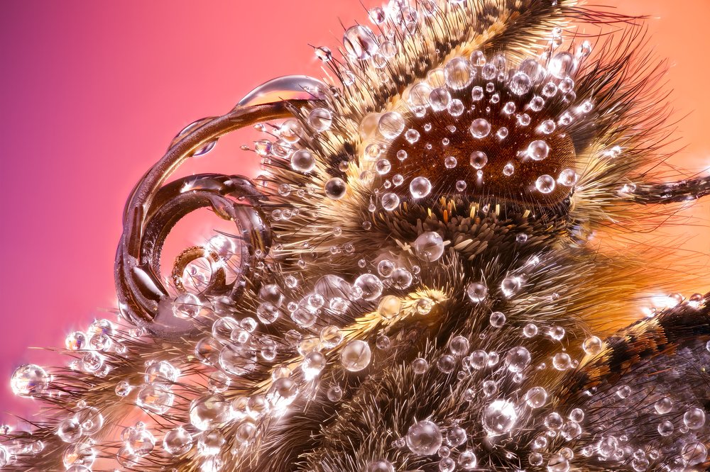 Portrait of Butterfly