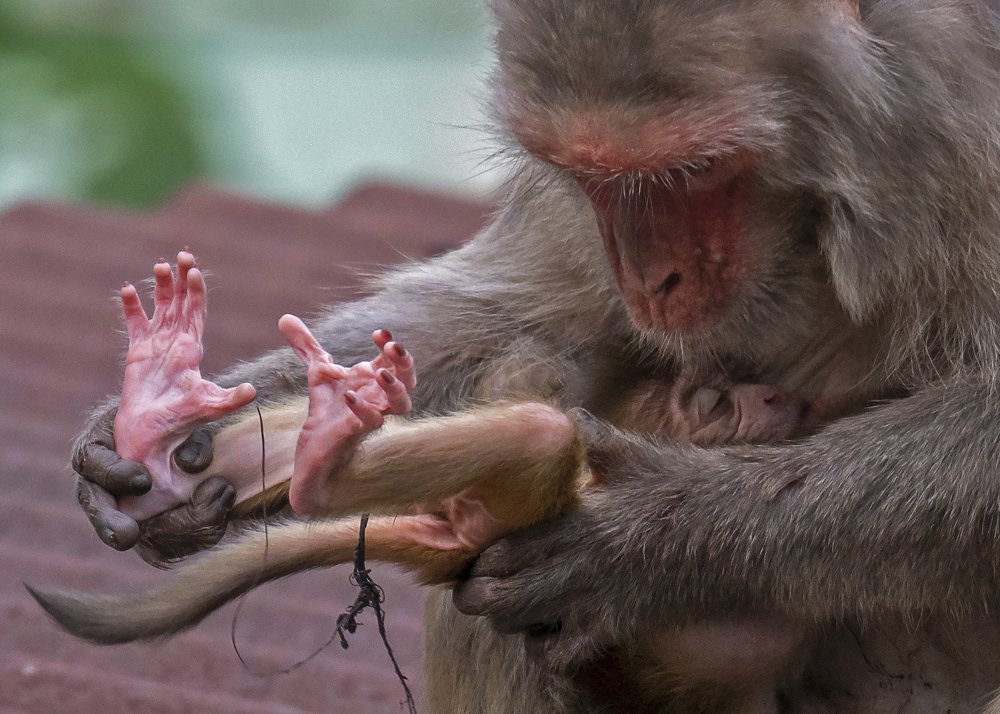 Tender feet in a pair of safe hands