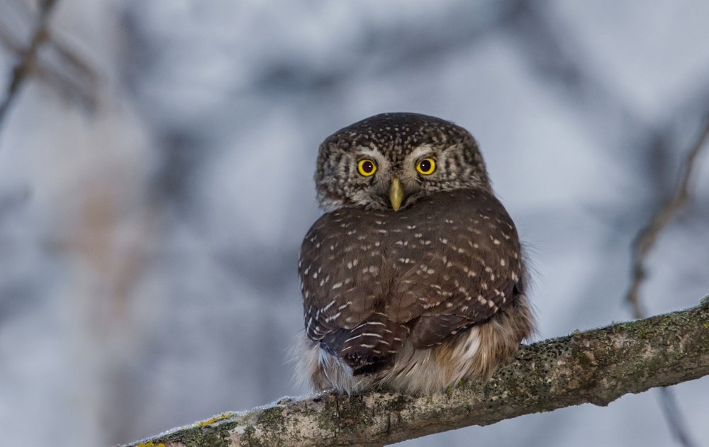 Воробьиный сыч (Glaucidium passerinum)