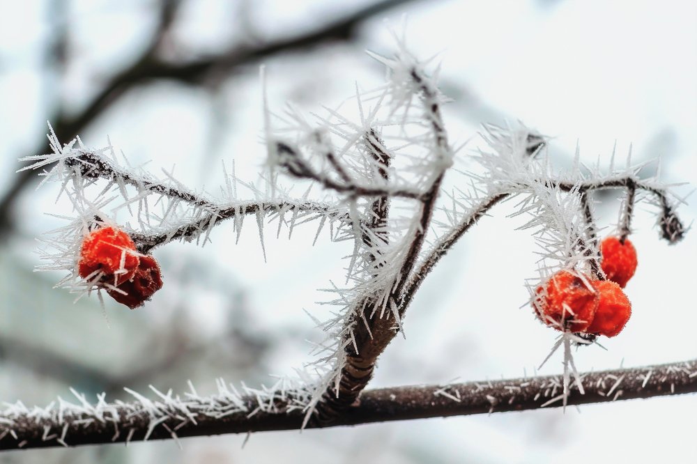 Иглы декабря..