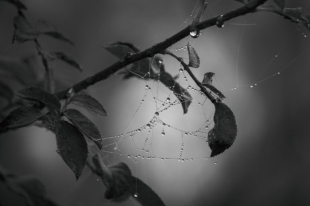 Photograph by Наталья Терентьева