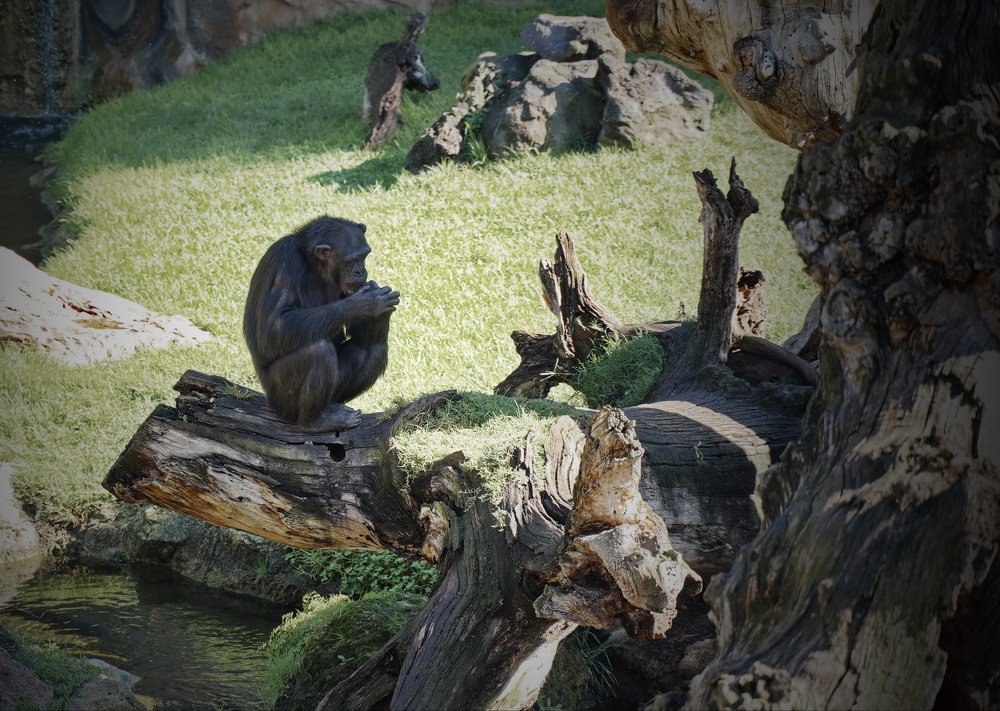 Думы окаянные...