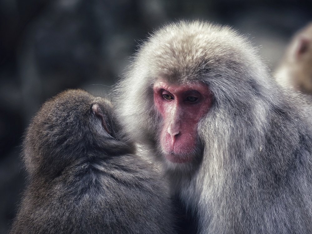 Photograph by Carlos Asensio Pizarro