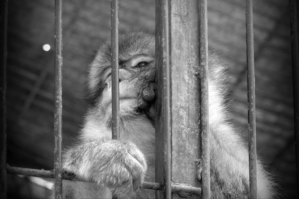 Как там на родине...