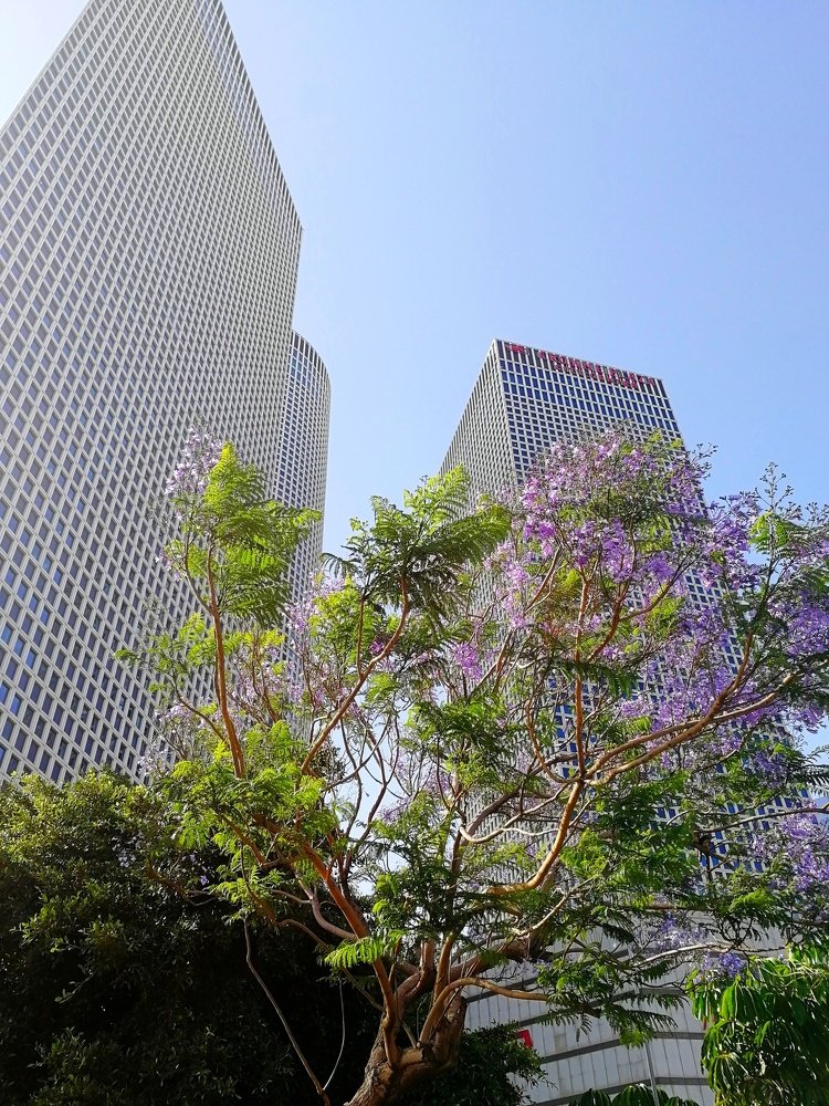 Цветущий Израиль