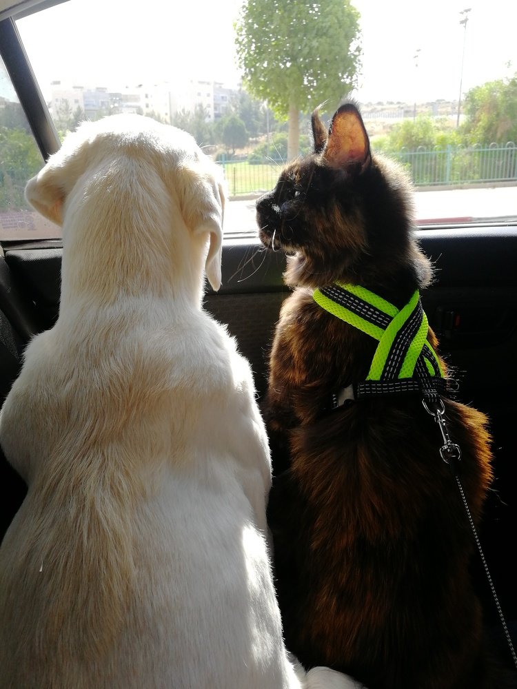 Посмотри, я уже как ты )))