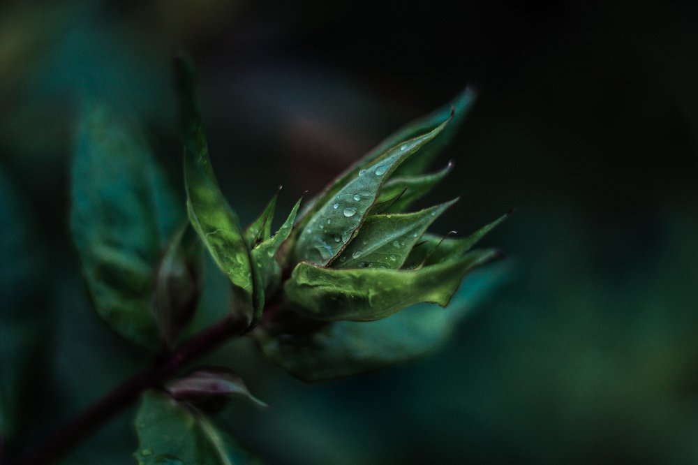 Photograph by Полина Каменкова