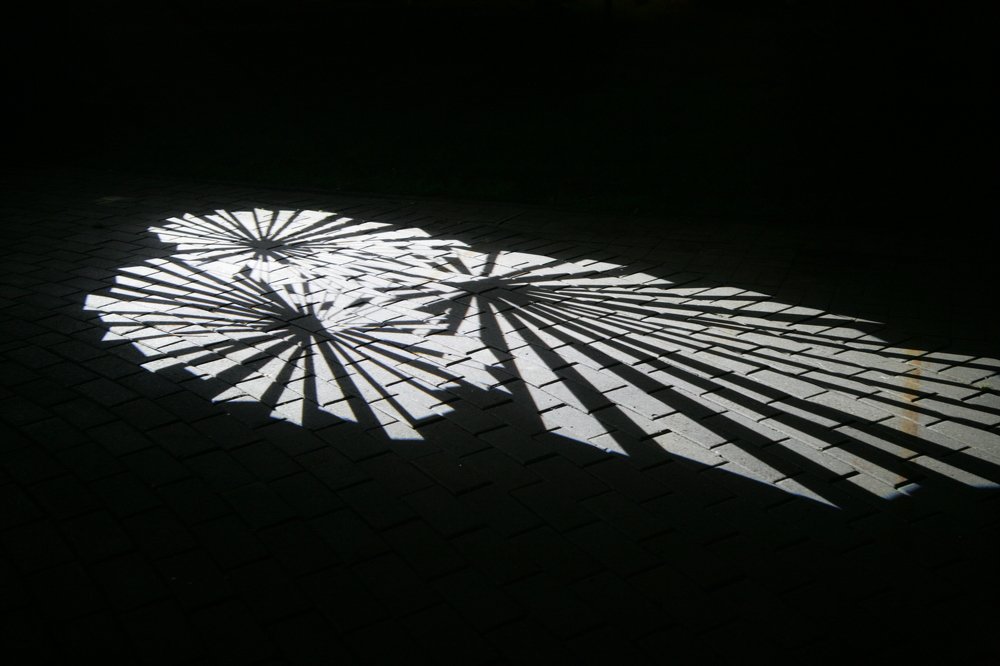 цветы на брусчатке