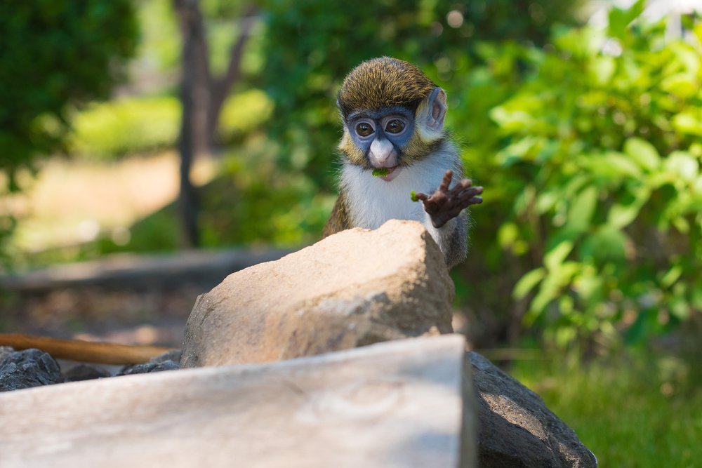 Краснохвостая мартышка