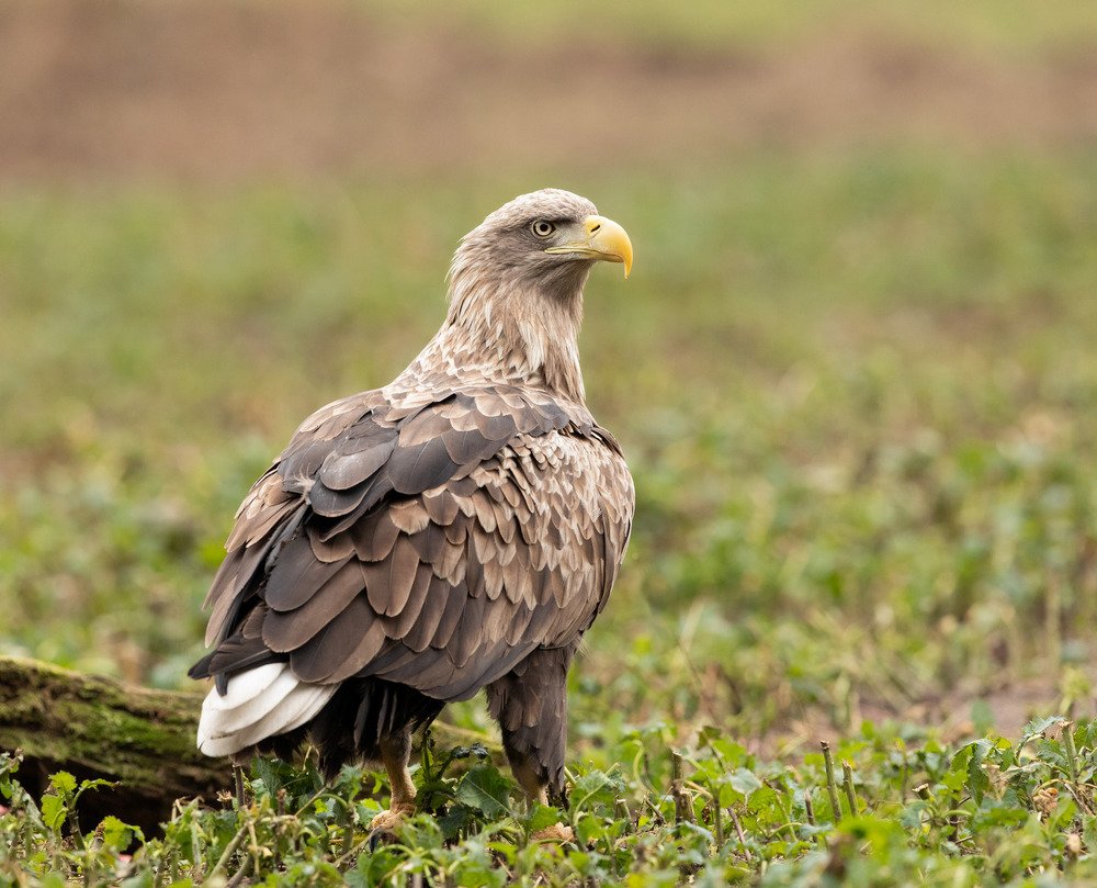 Photograph by Владимир Пакалевич