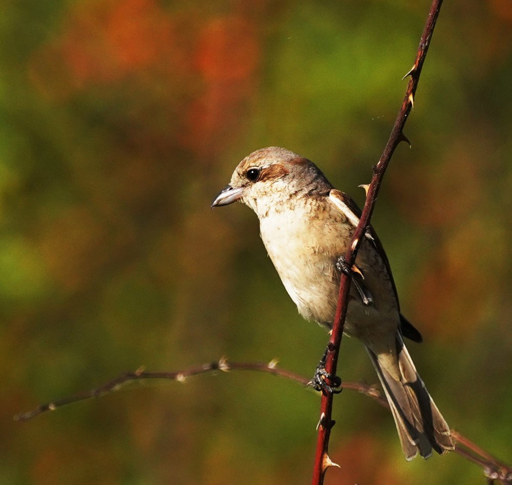 Photograph by Красимир Георгиев