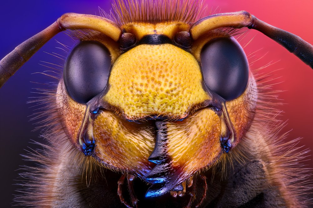 Portrait of Hornet
