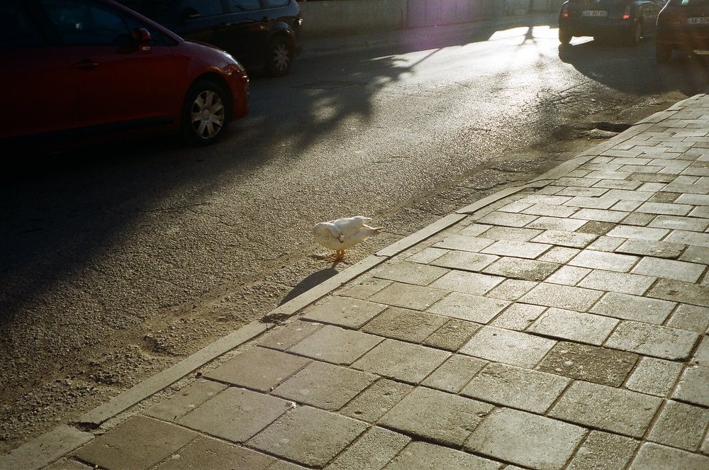 Photograph by Resina Meçani