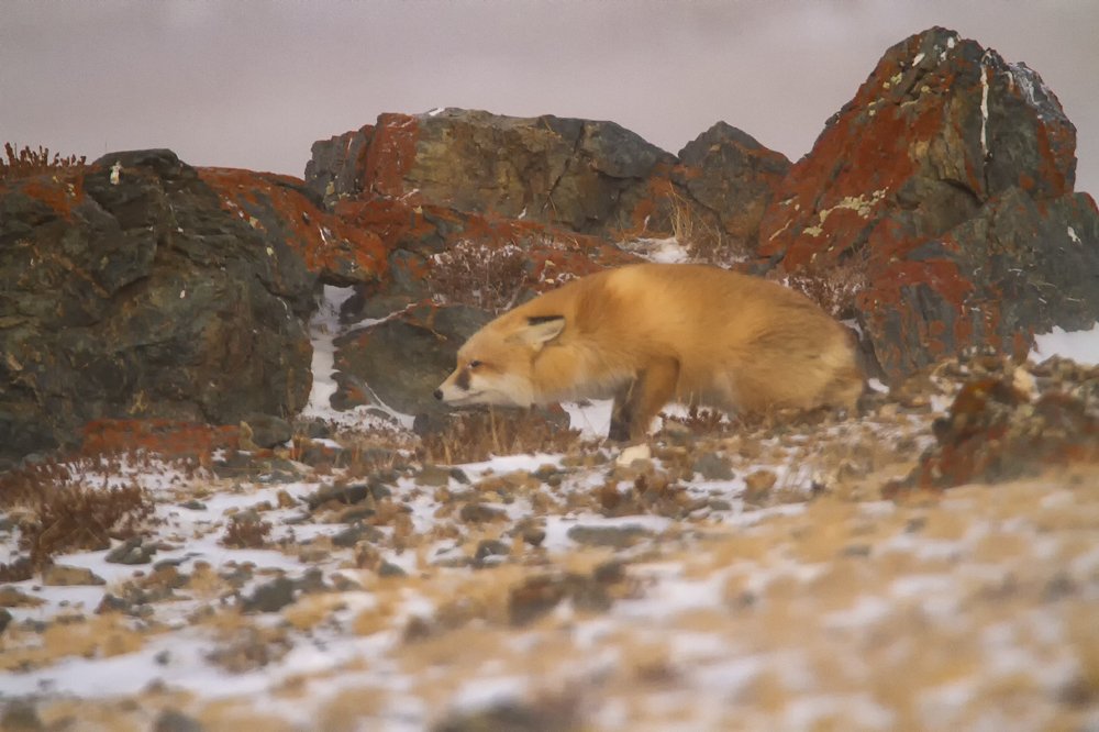 Photograph by Vladimir