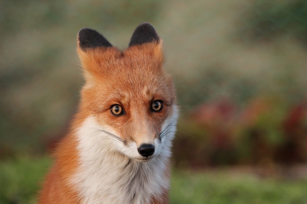 Ушки на макушке