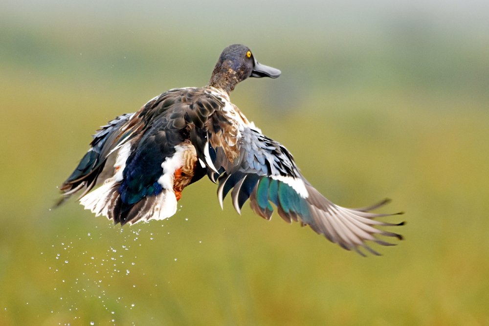 Photograph by Susanta Kumar Das