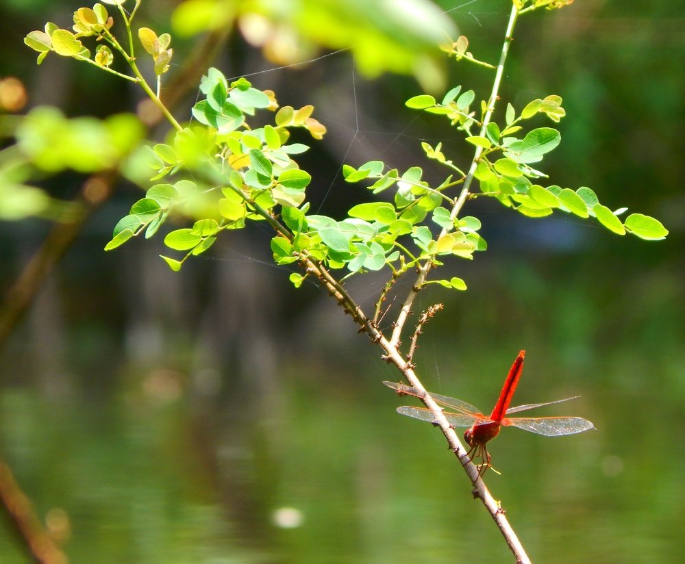 Photograph by Uma Jayadev