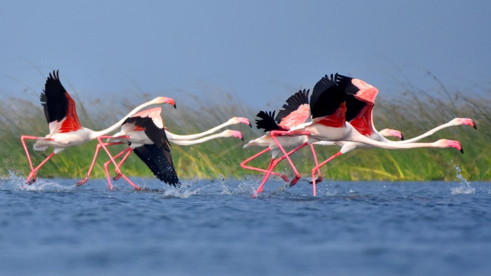 Photograph by Susanta Kumar Das