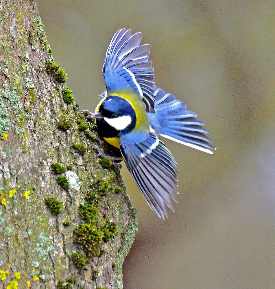 Фотография автора Антип