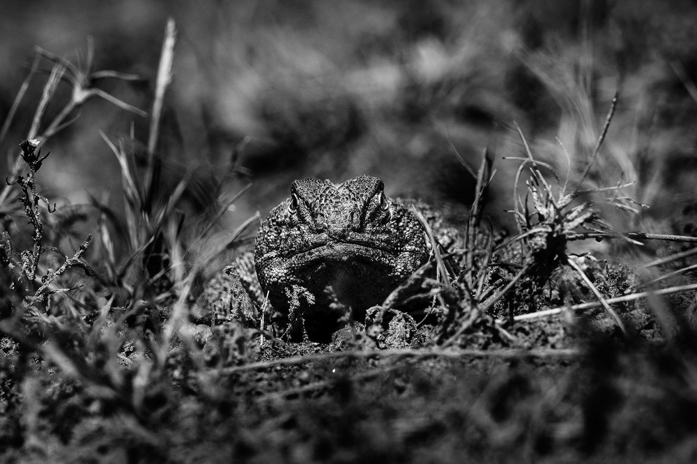 Spiny Lizard head on