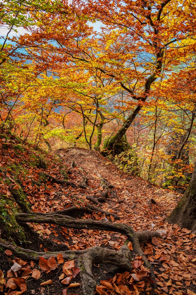 Photograph by Ladislav Szabó