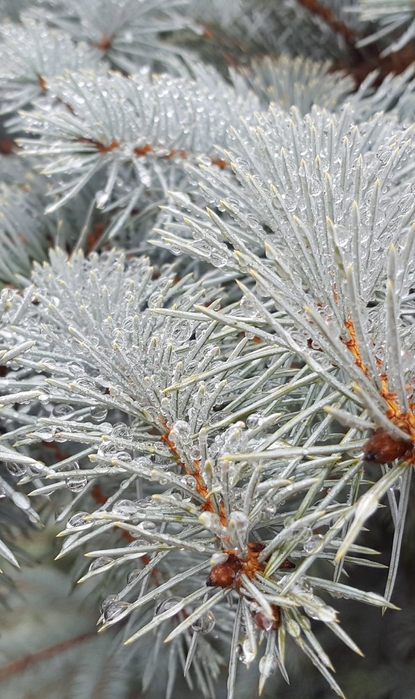 Воскресным утром