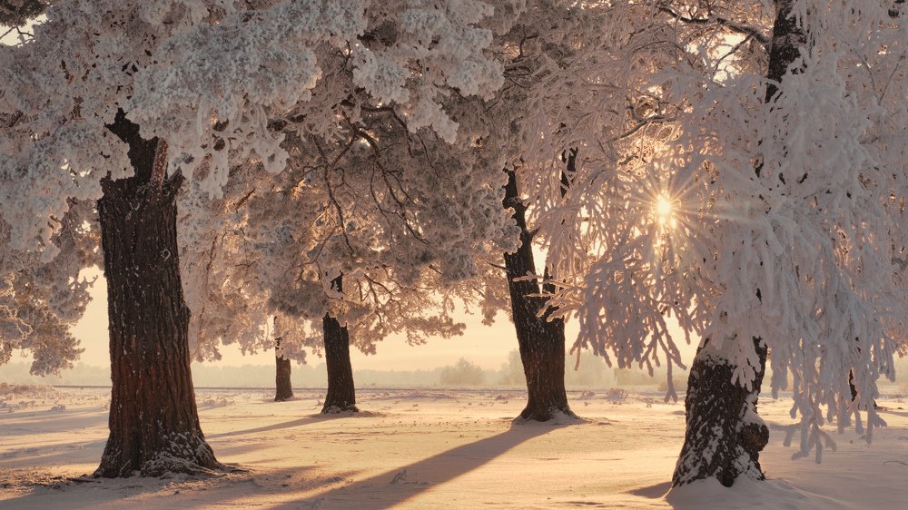 В зимнем лесу...