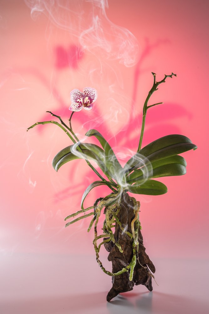 Photograph by Константин Шевель