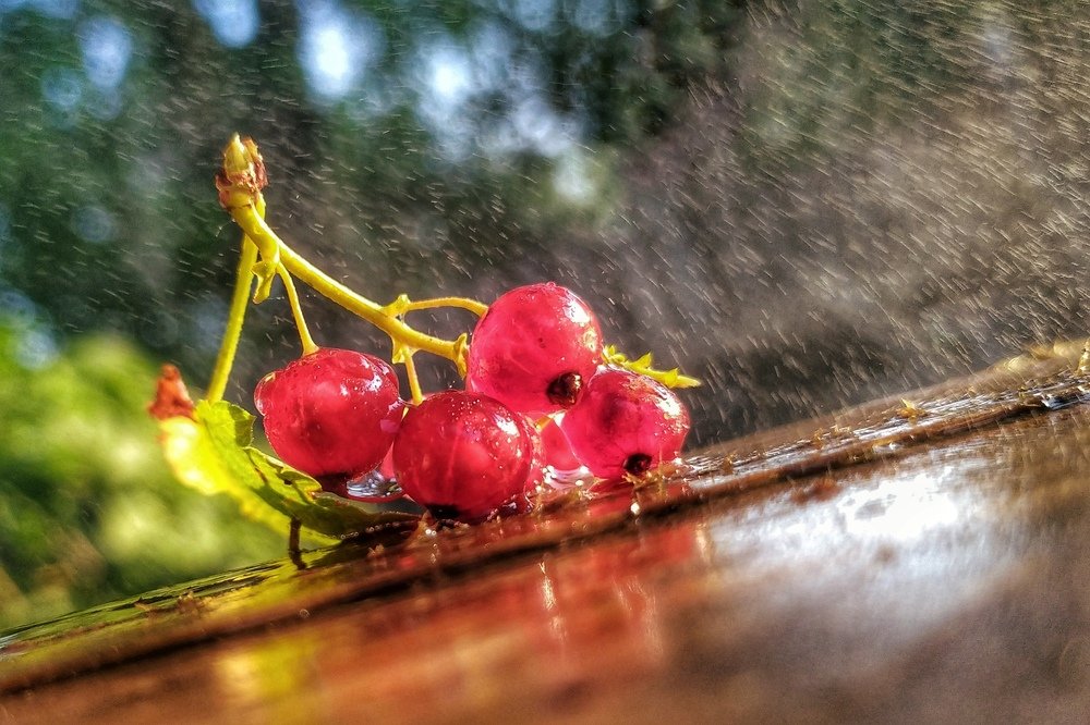 Photograph by Милородова Наталья