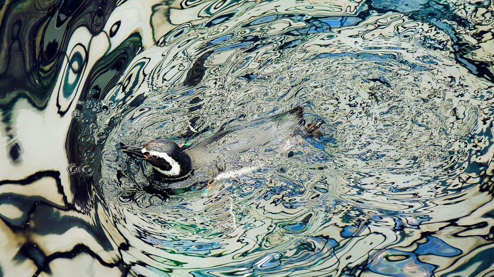 Привкус нефти (Smack of oil)