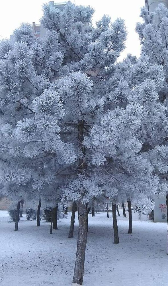 Photograph by Sanja Dabić