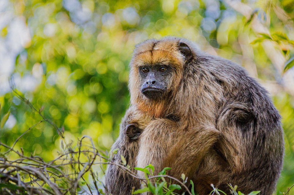 Фотография автора Carlos Gianoli