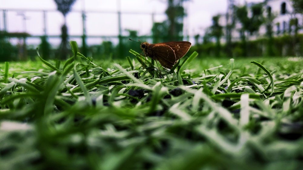 Photograph by Đặng Minh Quang
