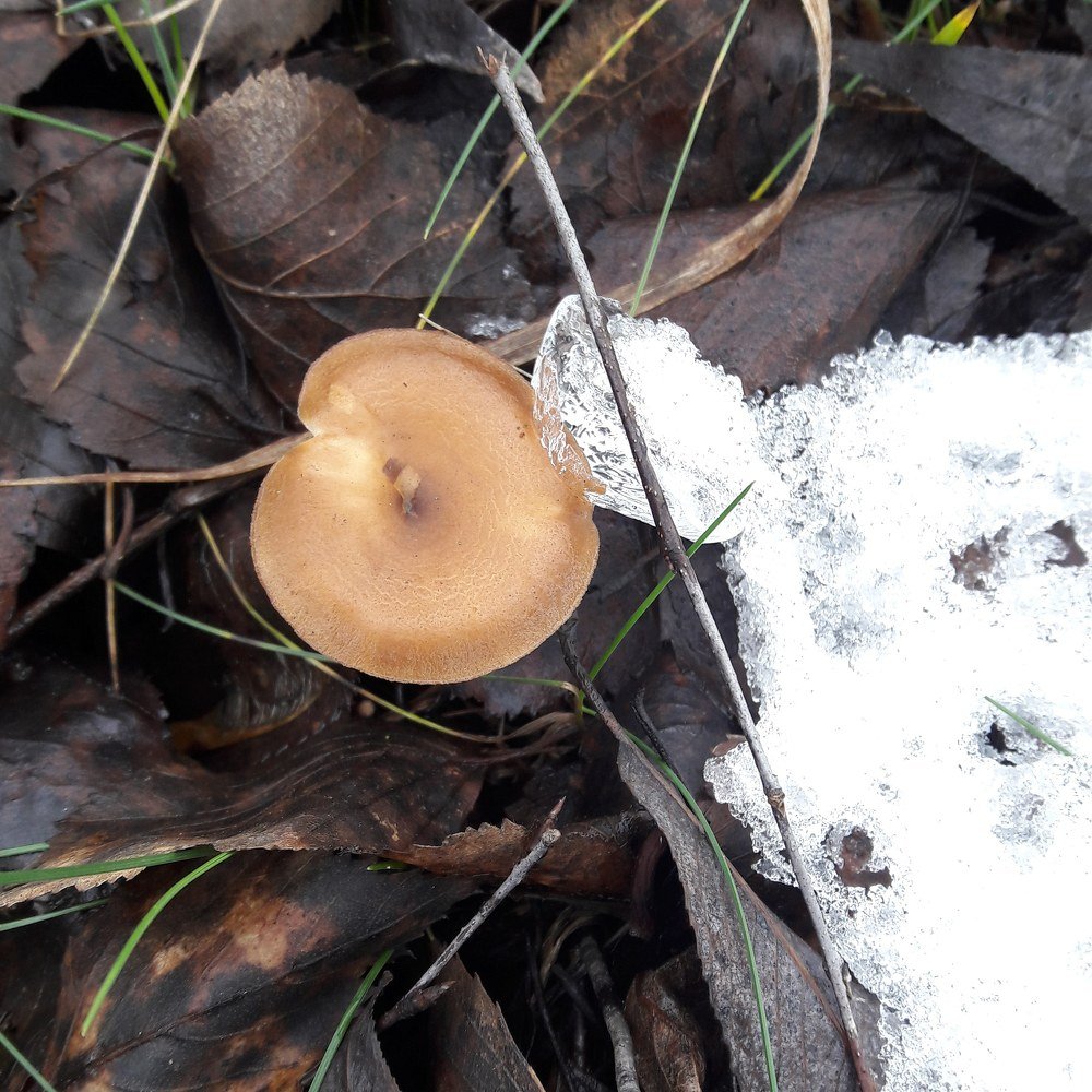 Грибочек и снежок