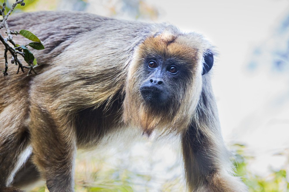 Фотография автора Carlos Gianoli