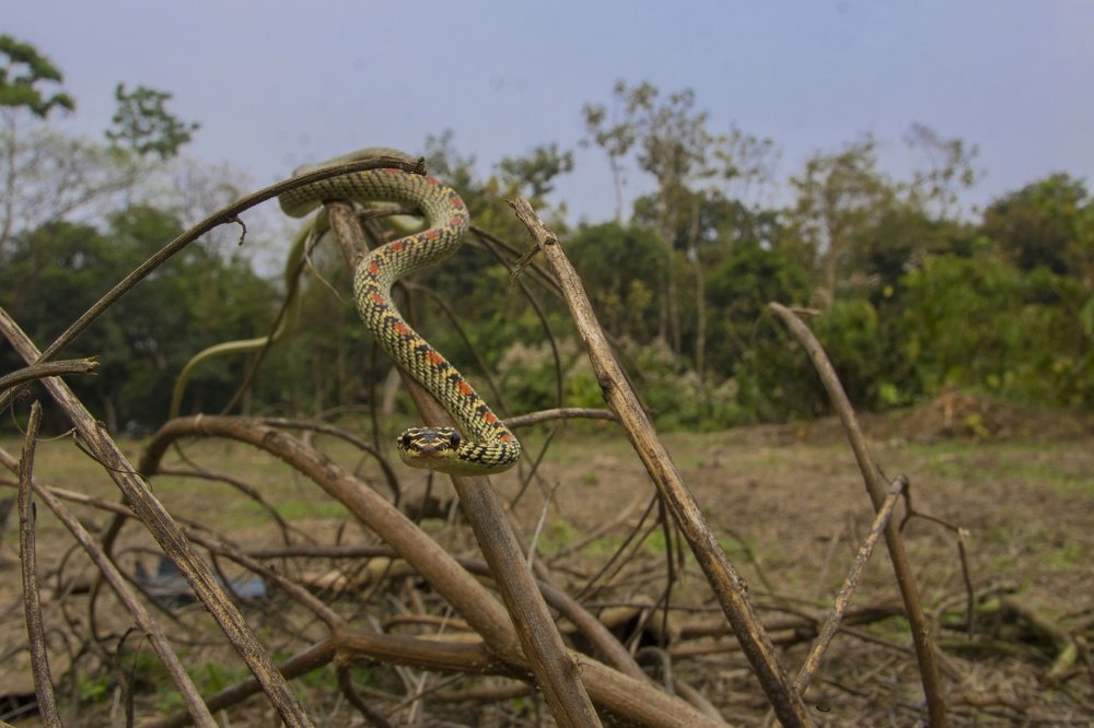 Ornate flying snake