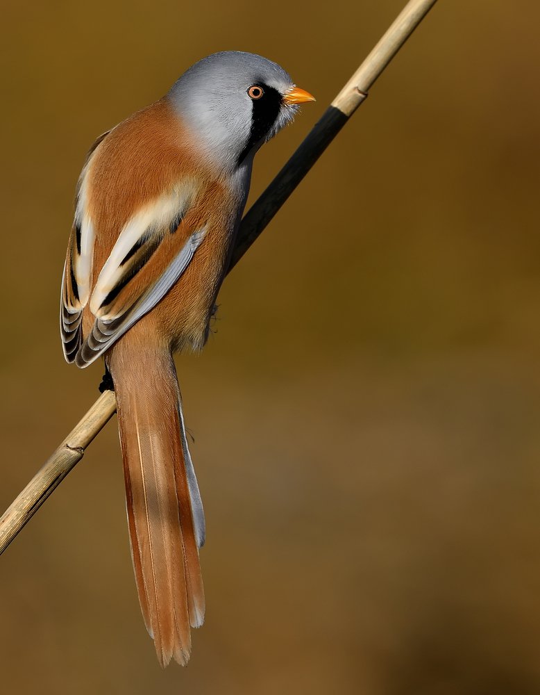 Photograph by Вячеслав Ладанов