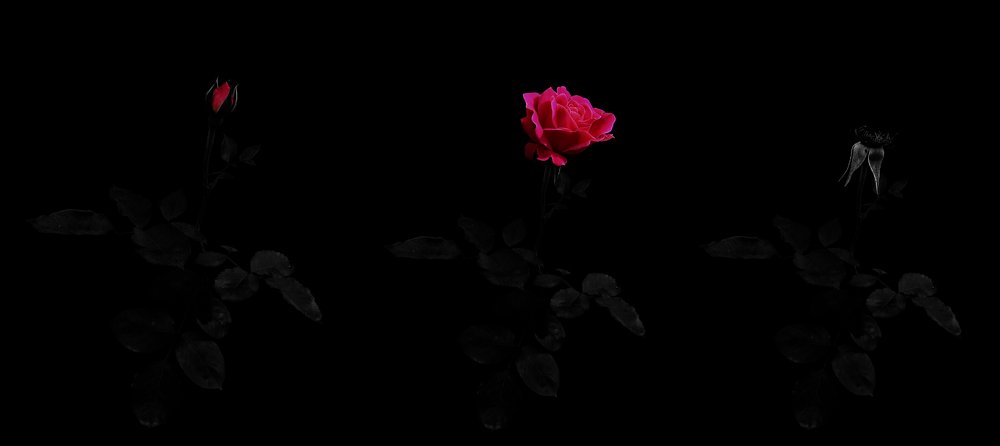 Photograph by Сергей