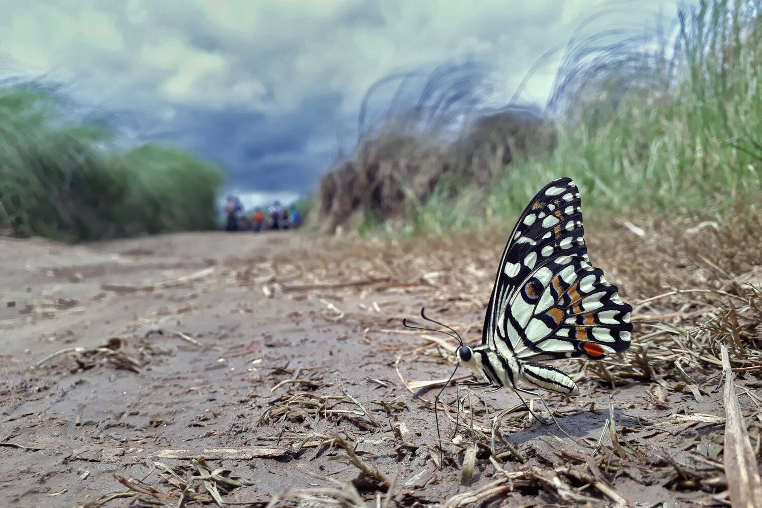 Mudpuddling of Common lime butterfly.